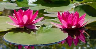 These aquatic plants are often used in vases and are known for their fragrant flowers